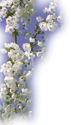 Kirschblüte